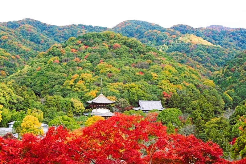 根來寺前的紅葉11月下旬正值火紅時期。(那賀振興局提供)