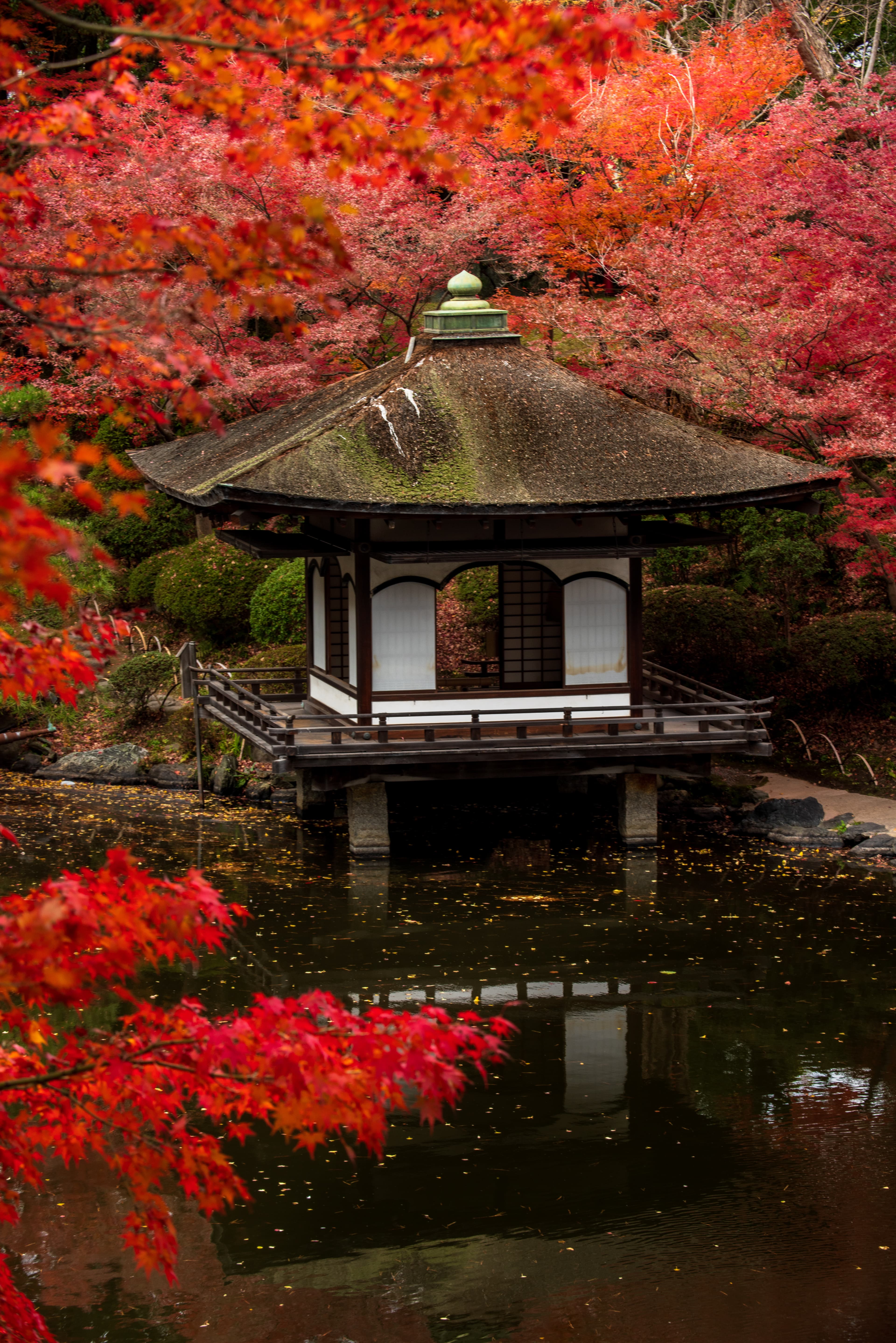 鳶魚閣和紅葉的景色教人心情寧靜。(和歌山縣觀光連盟)