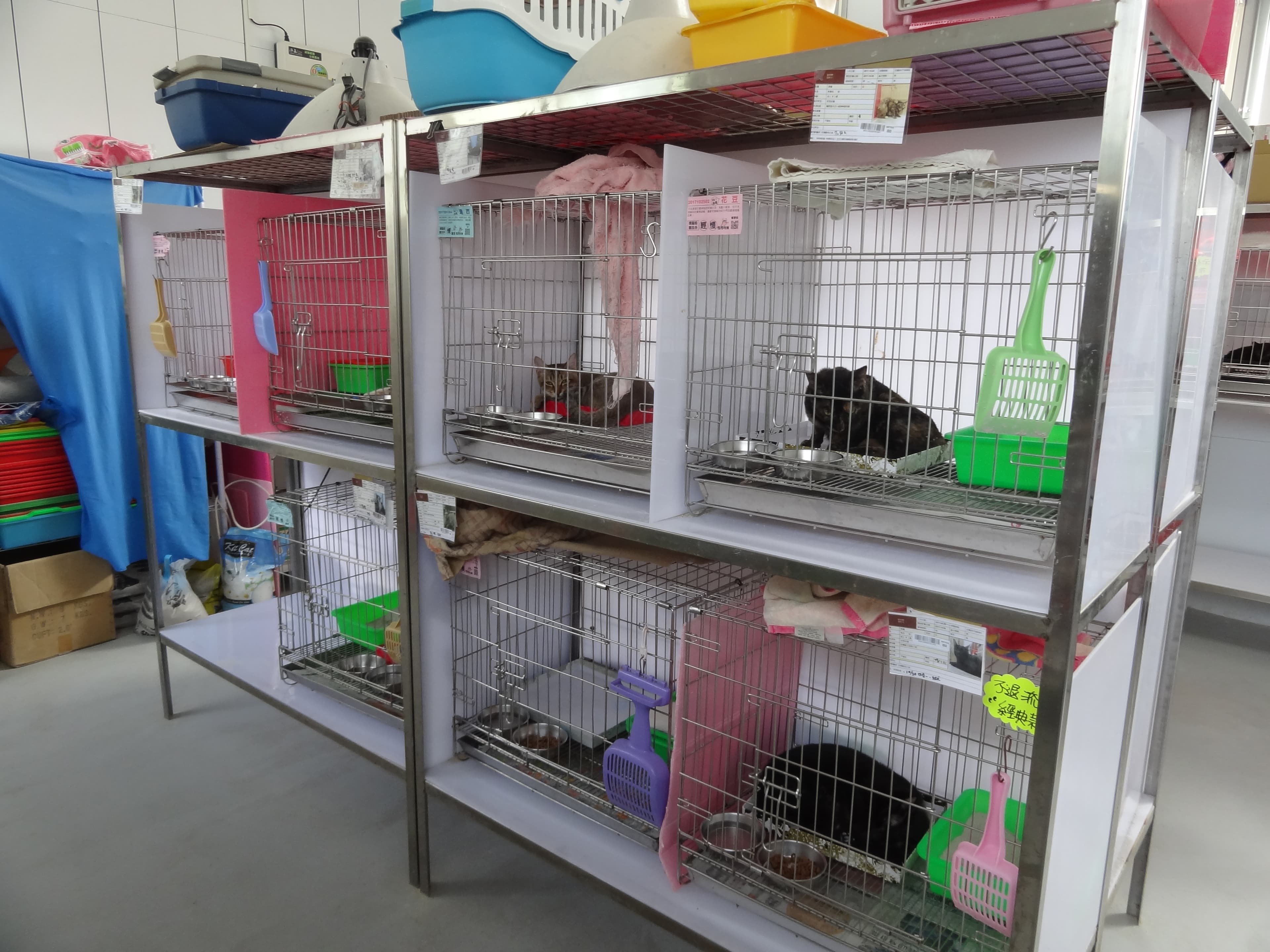 動物之家為了防止貓愛滋病傳播,將貓咪分籠照顧。(新北動保處提供)