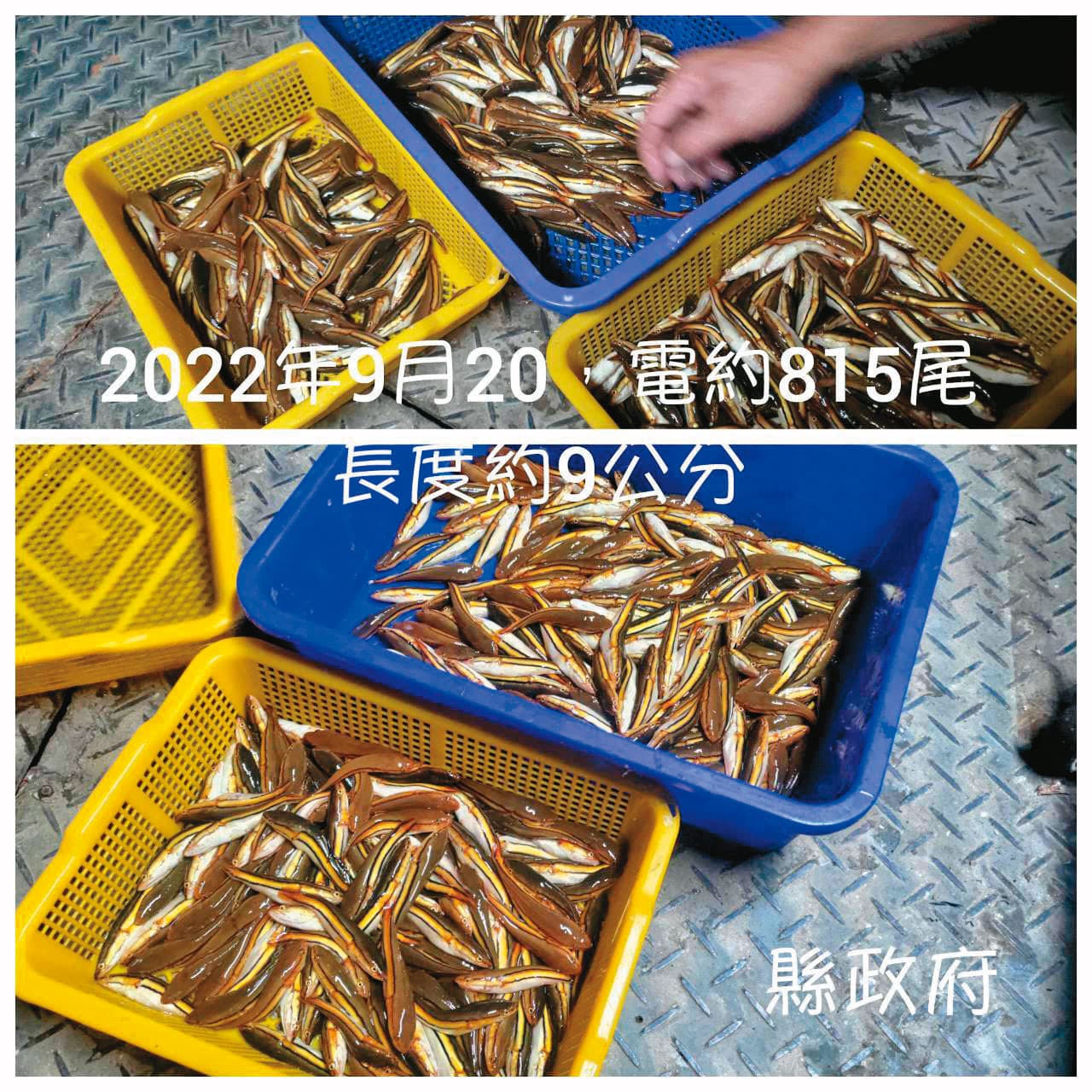 南投縣政府今年9月曾一天電撈8百多尾小魚虎,一整年共捕獲上萬尾。(南投縣政府提供)