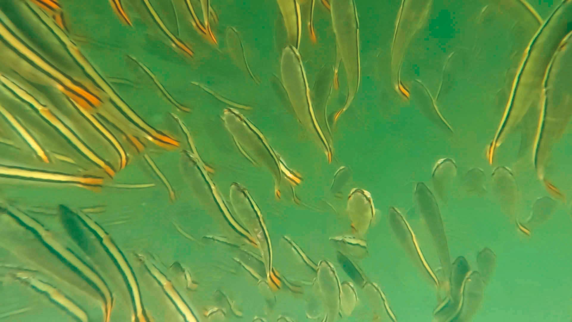 魚虎繁衍能力強,一次可以生下數百尾小魚。(黃小四提供)