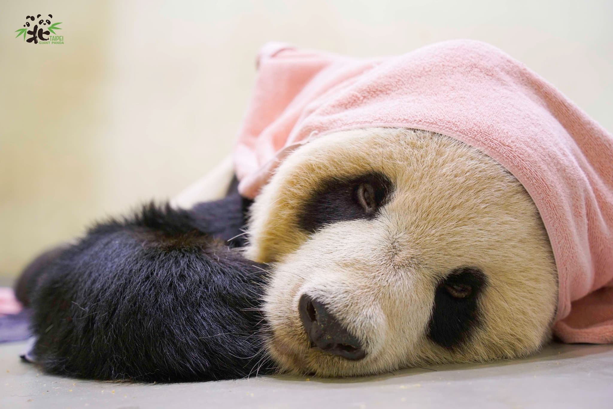 台北市立動物園大貓熊團團上個月病逝,園方就後續是否做成標本給出回應。(台北市立動物園提供)