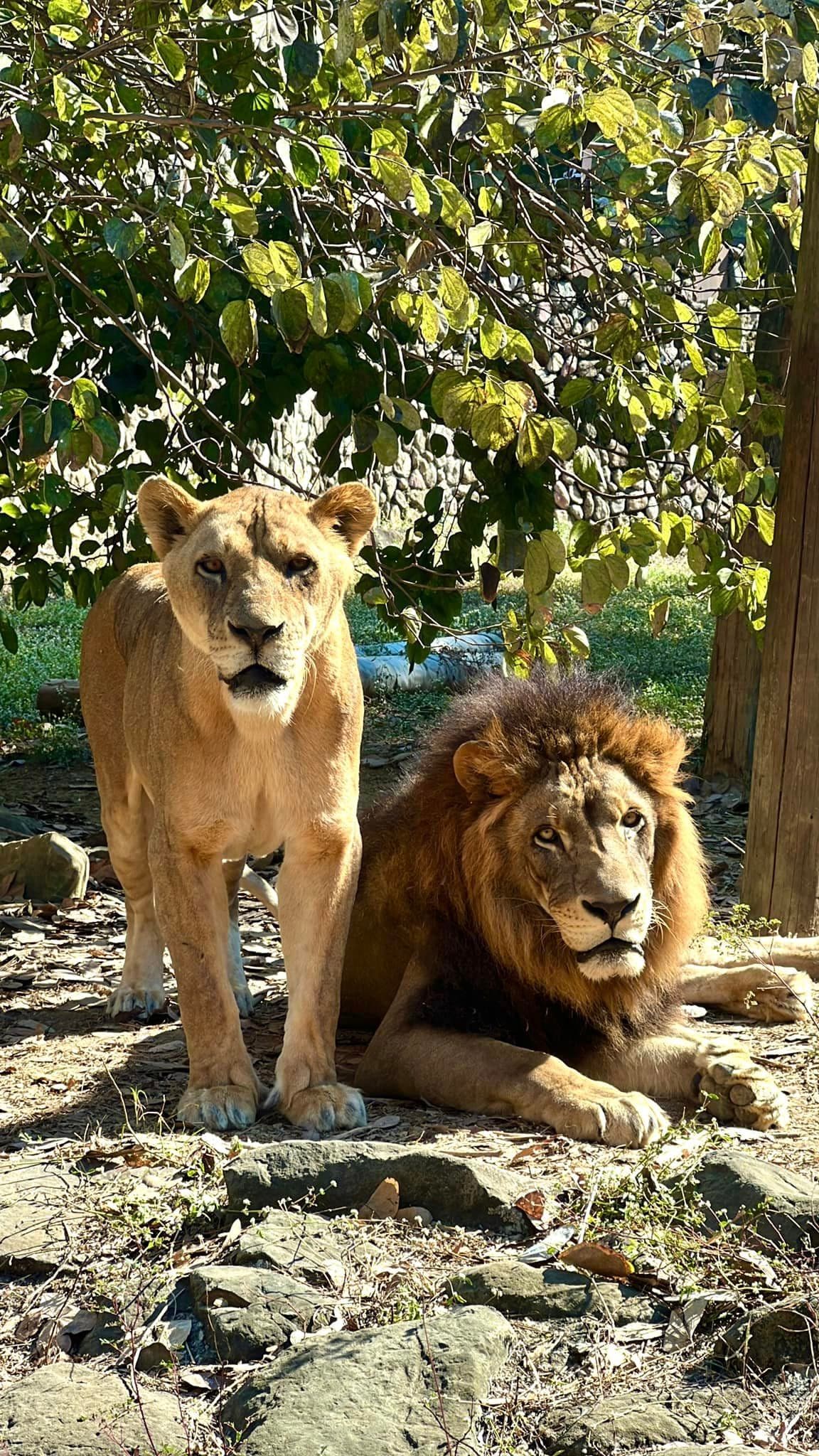 壽山動物園對於網友意見做出回應。（翻攝壽山動物園臉書）