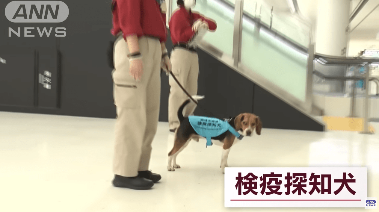 成田機場的護國神犬。(翻自ANN YT畫面)