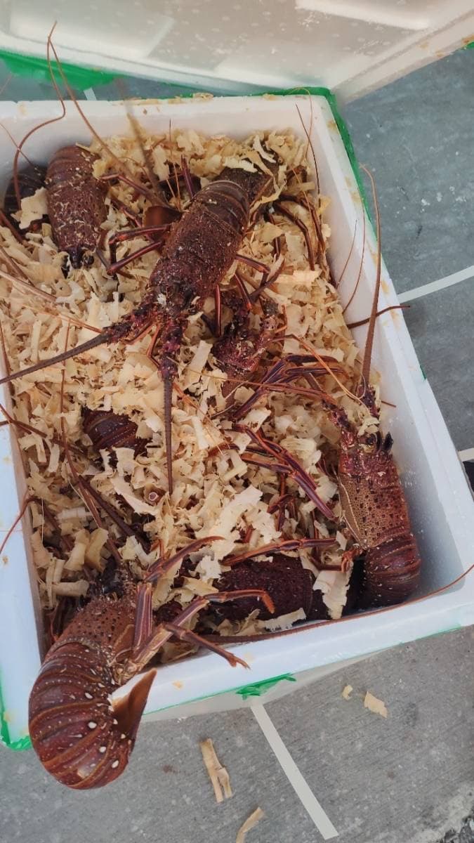 馬祖走私大批龍蝦盛傳有集團操縱、包庇。(洪申翰辦公室提供)