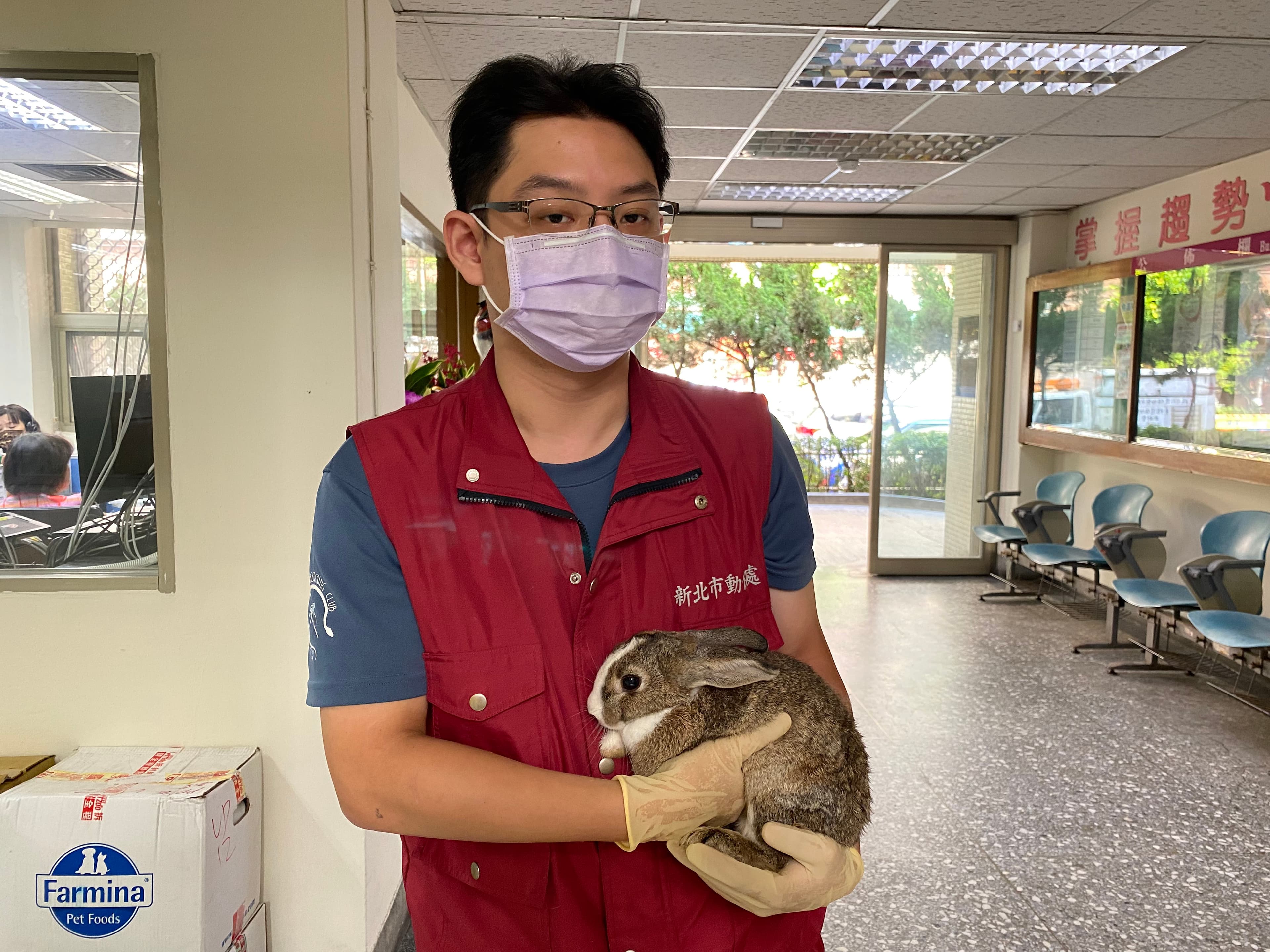 兔子不像貓狗一樣撒嬌,甚至不喜歡被抱。(新北動保處提供)