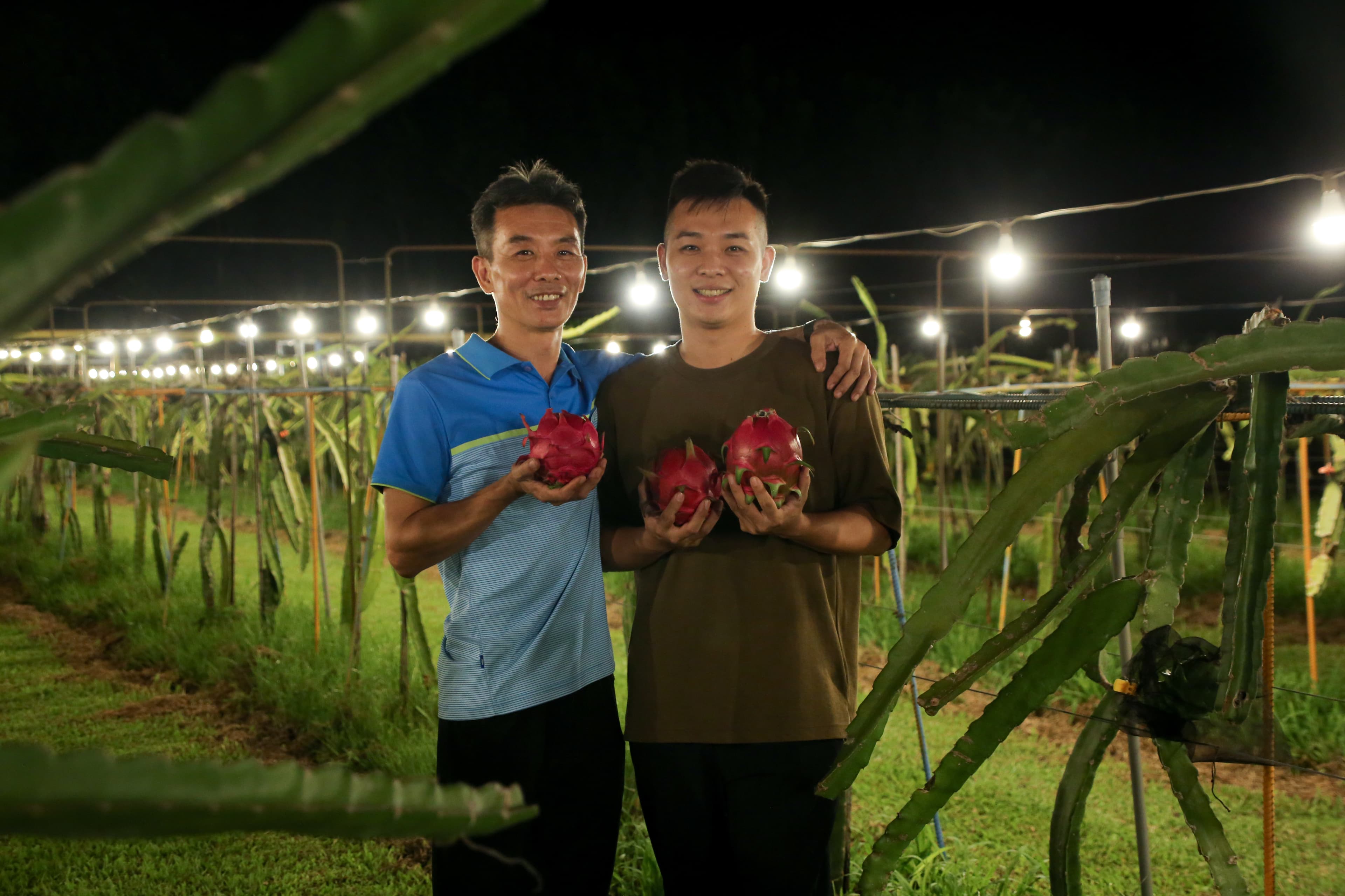 陳坤信(左)與兒子陳秉鋒(右)一同當起夜間果農。