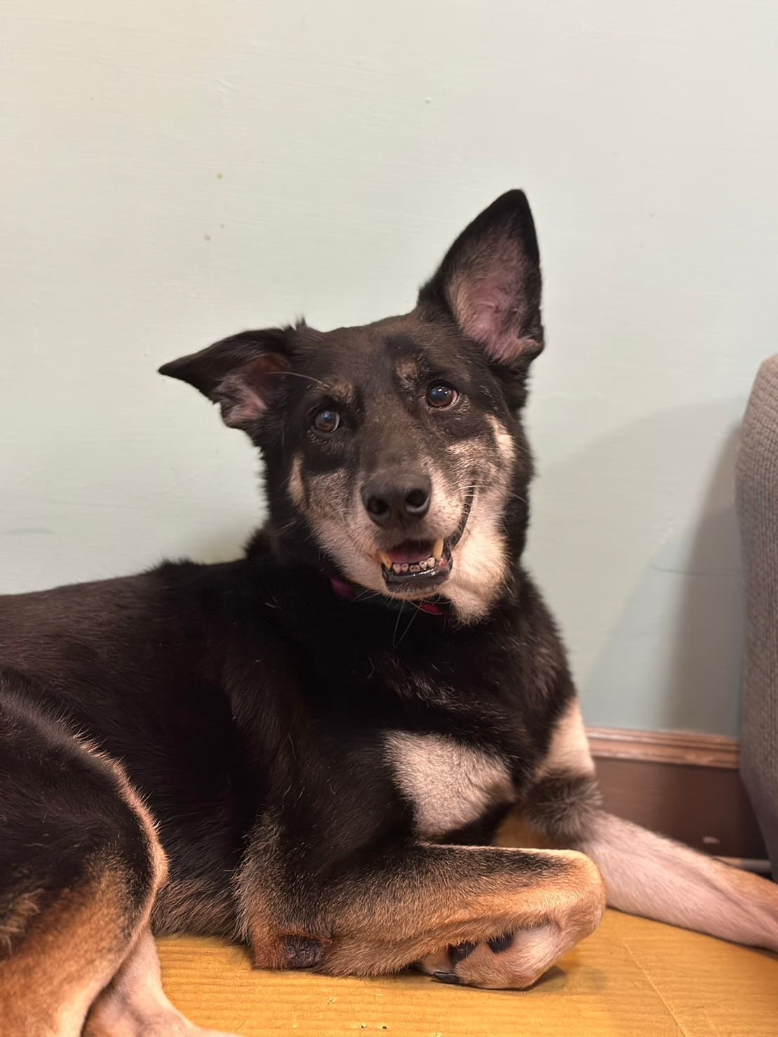  在多方協助下阿勇敞開心胸，逐漸展開笑容。（新北動保處提供）