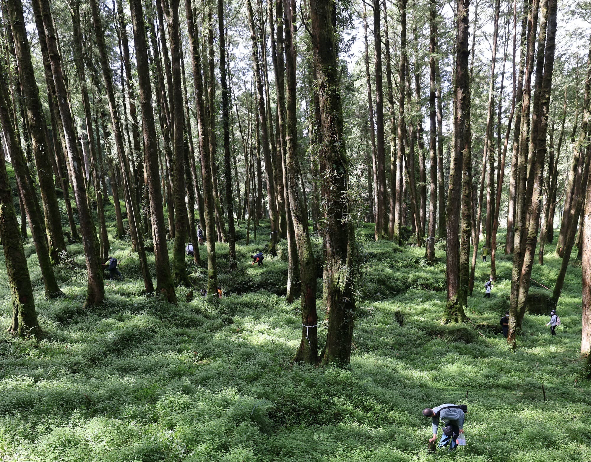 研究團隊除了要深入高山,還得不斷彎腰在石縫底下翻找,搜尋山椒魚蹤跡。(大麥影像傳播工作室提供)