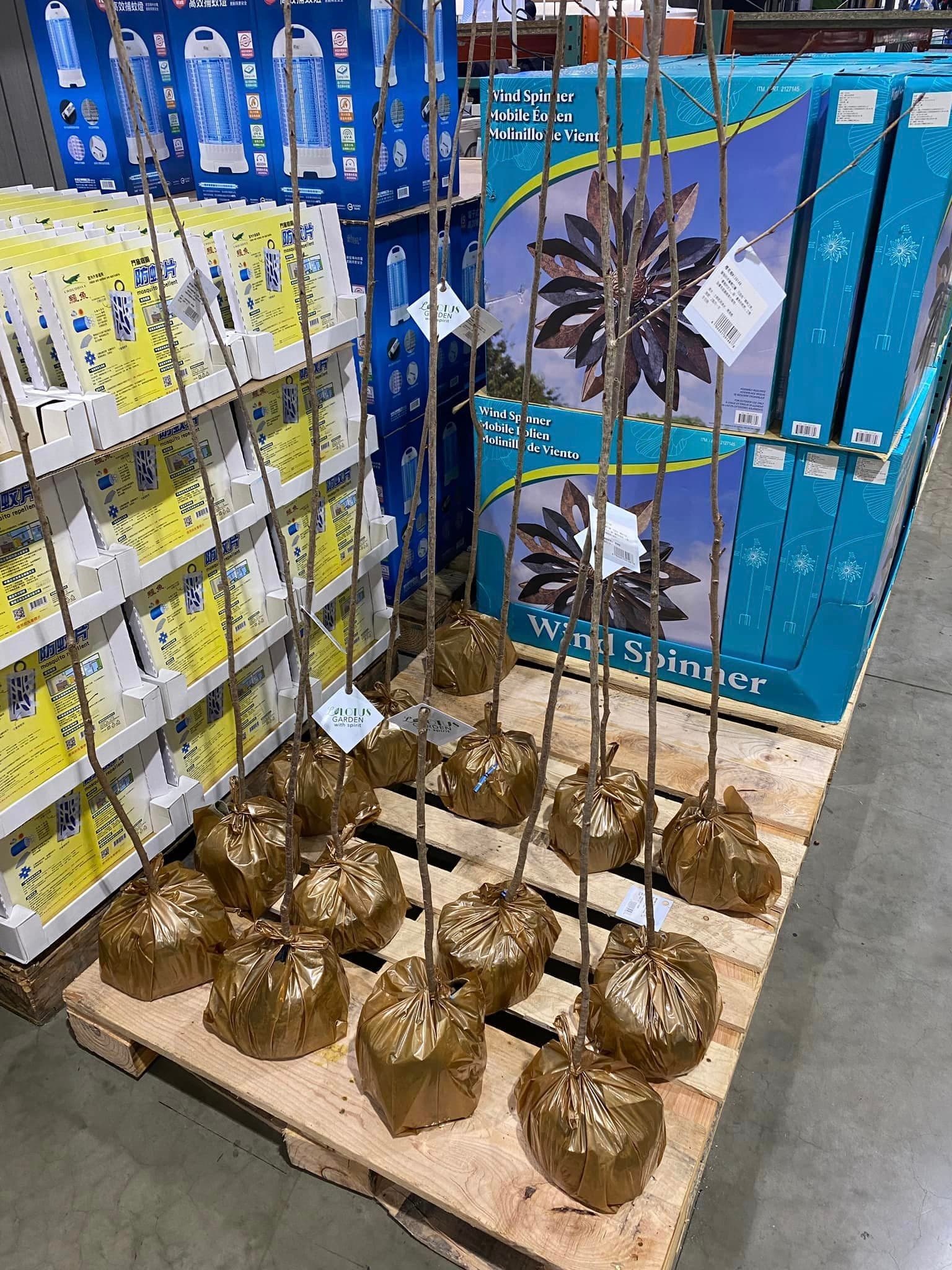 好市多開賣櫻花樹(富士櫻),高150~180公分,售價是569元。(翻攝自臉書社團Costco好市多 商品經驗老實說)