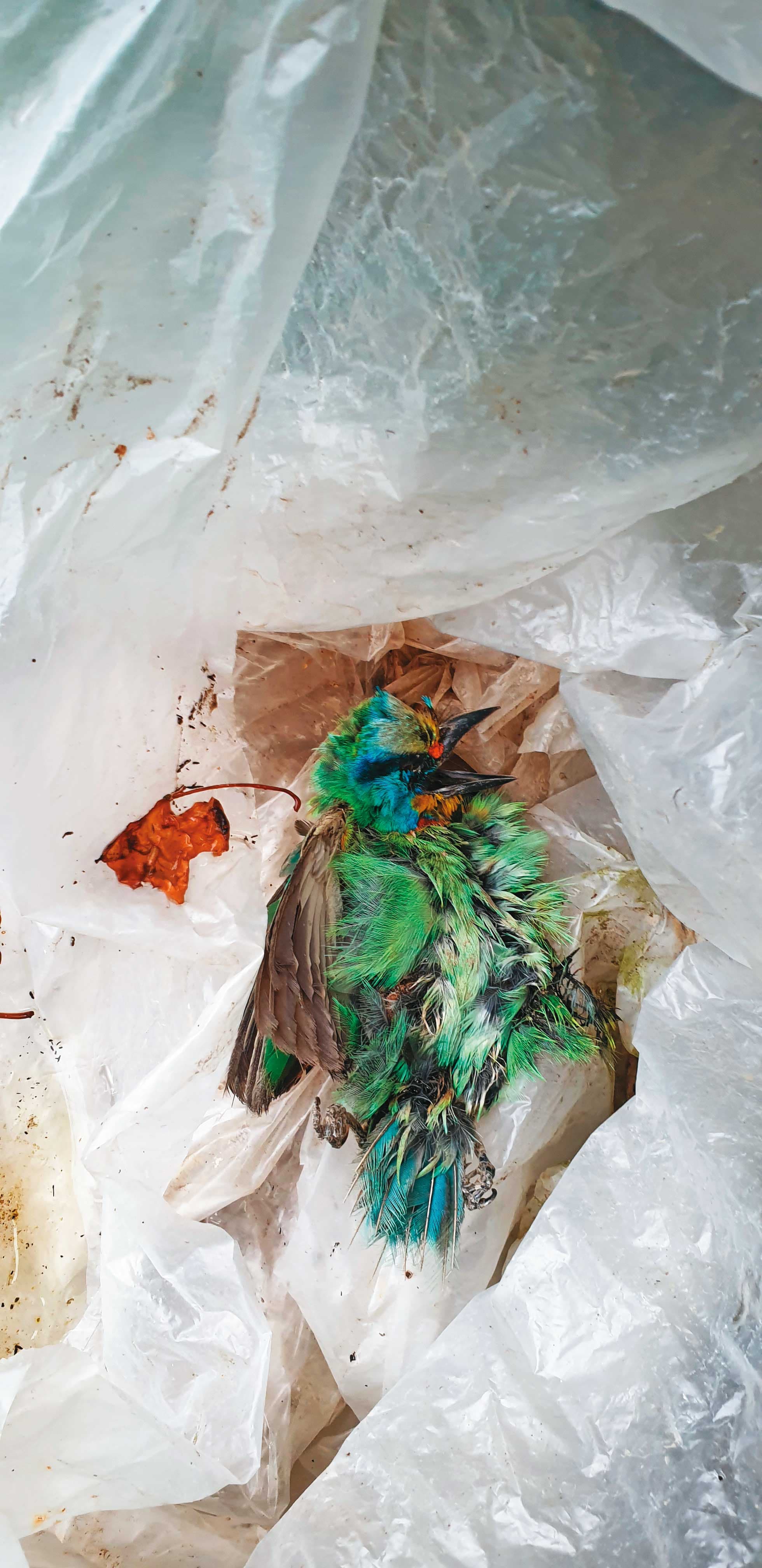 我們在翠鳥學苑外,發現五色鳥的屍體。