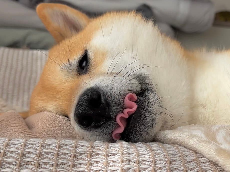 柴犬風太睡覺小舌頭忘記收好,還使出特技「波浪捲舌」。(圖擷自推特@fufufufufu_ta)