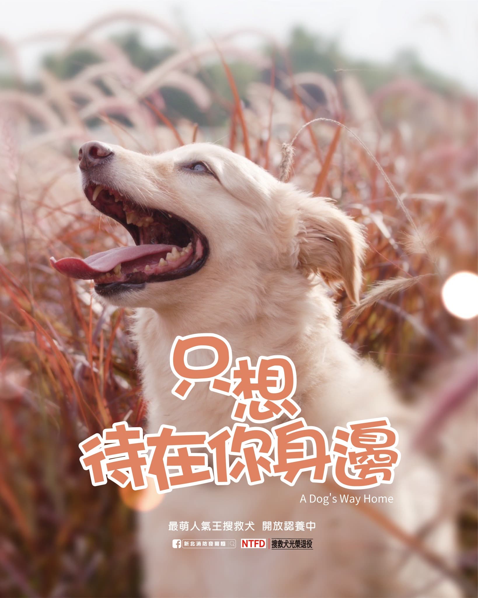 新北最萌人氣王搜救犬Snow即將光榮退役開放認養。(翻攝自新北消防發爾麵臉書)