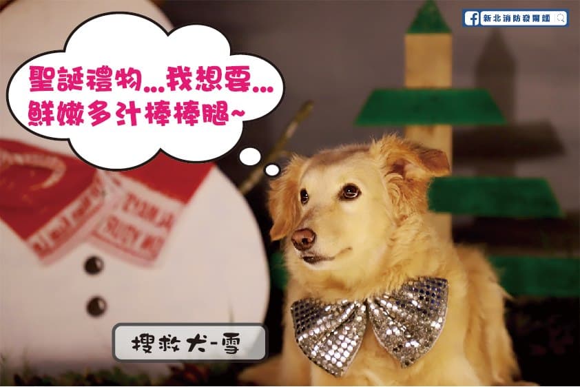 搜救犬Snow即將光榮退役開放認養,歡迎民間愛狗人士加入照顧退役搜救犬的行列。(翻攝自新北消防發爾麵臉書)