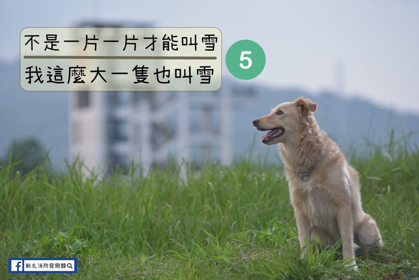 Snow(雪)屬於邊境牧羊犬及拉不拉多混種,非常愛與人互動撒嬌。(翻攝自新北消防發爾麵臉書)