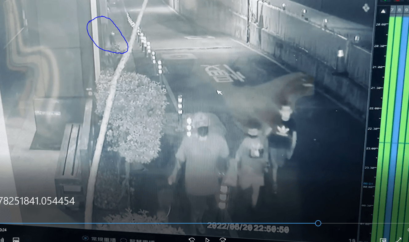 去年6月，飼主帶飼犬外出散步時，後方比特犬突然衝出咬傷其飼犬。（新北動保處提供）