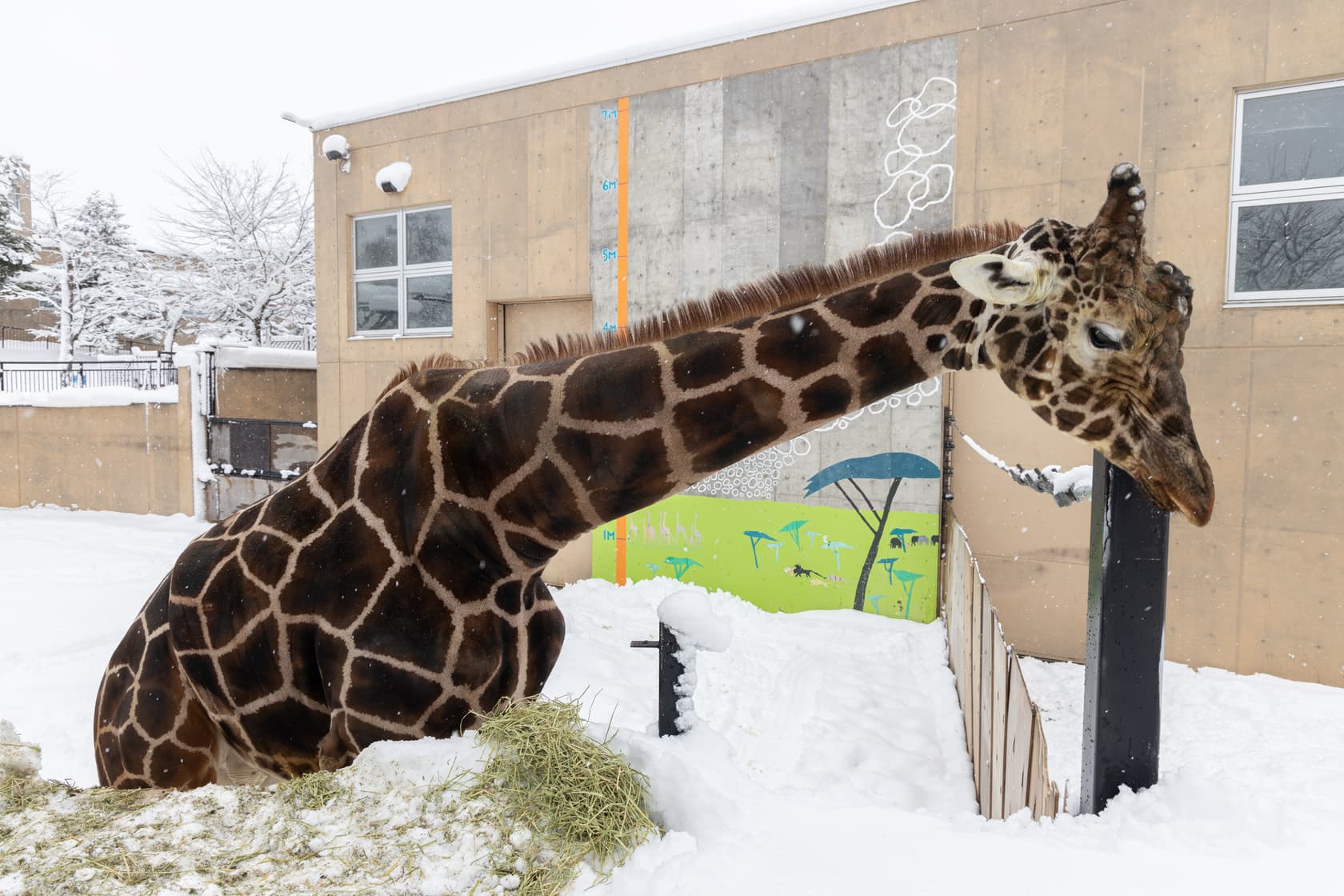旭山動物園雖然是日本最北的動物園,但也能見到屬於非洲動物的長頸鹿。