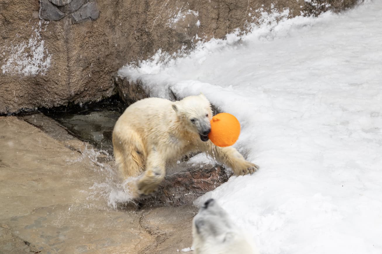 去年才出生的北極熊寶寶,成為旭山動物園最新的人氣明星。