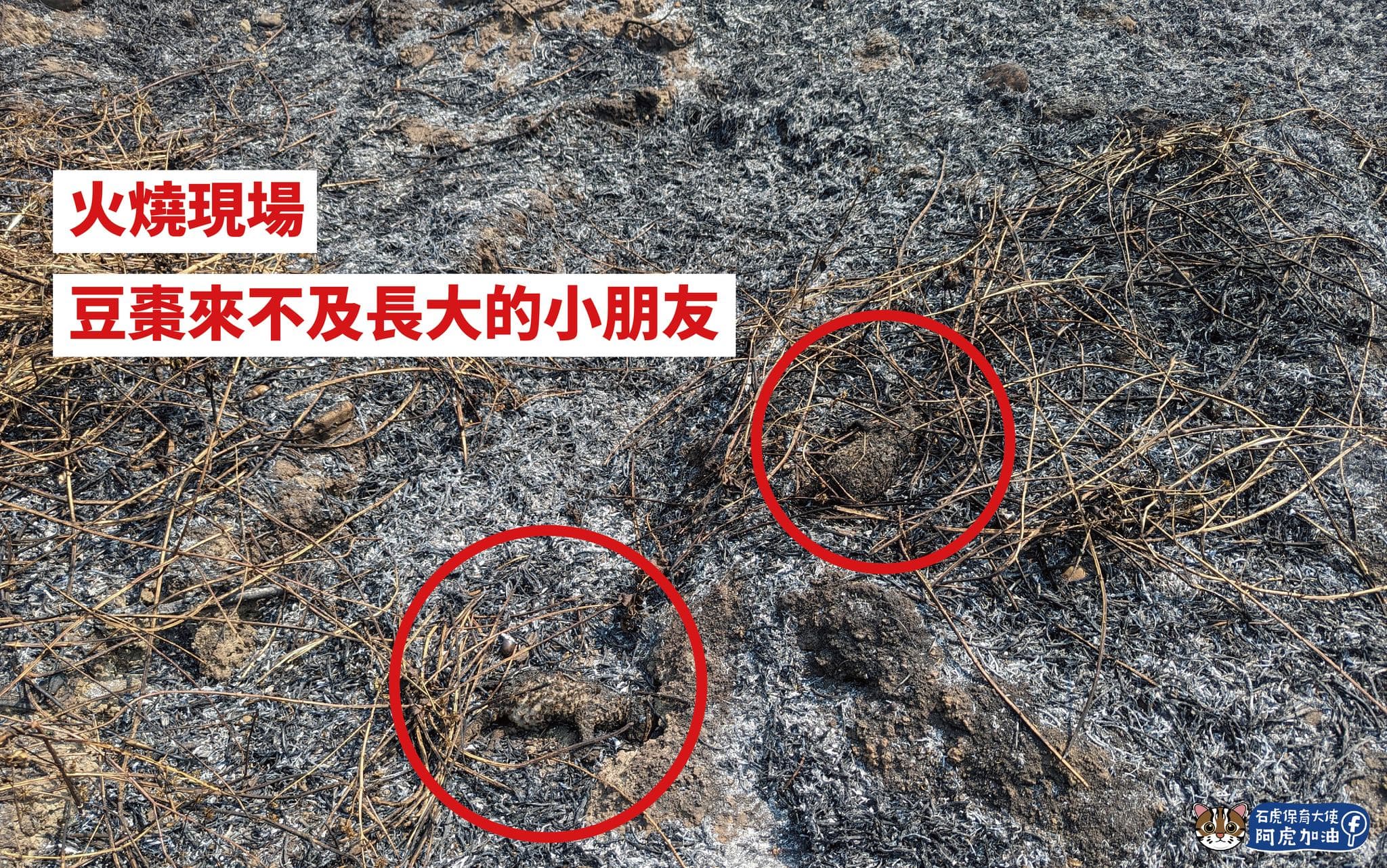 近日有2隻石虎寶寶還來不及長大,就被無情的大火帶走。(翻攝自石虎保育大使 阿虎加油粉專)