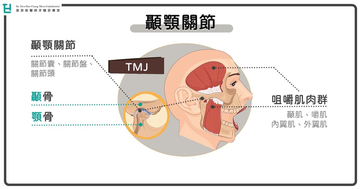 張添皓貼出顳顎關節示意圖。(翻攝自張添皓醫師的牙髓診療室臉書)