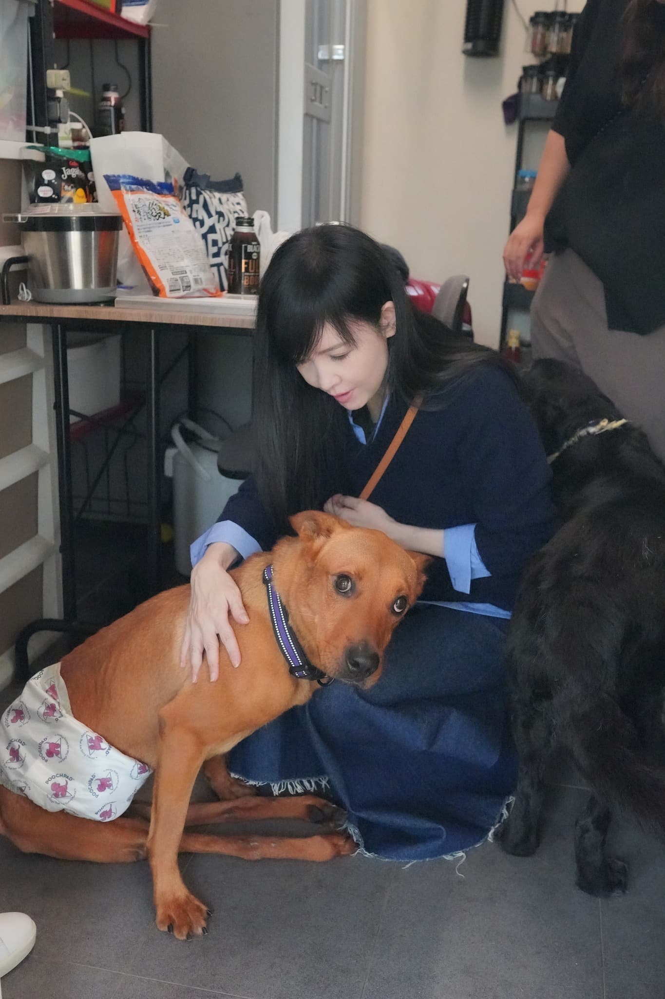 「幸運狗舍」致力於保護慘遭無情棄養、被虐、被惡意欺凌對待以致受傷或流離失所的待救助動物。(翻攝周慧敏臉書)