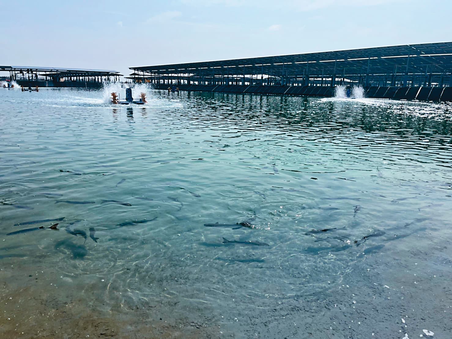 日運漁電共生案場原是廢棄魚塭,如今不但活化了養殖漁業,也造就當地工作機會。(泓德能源提供)