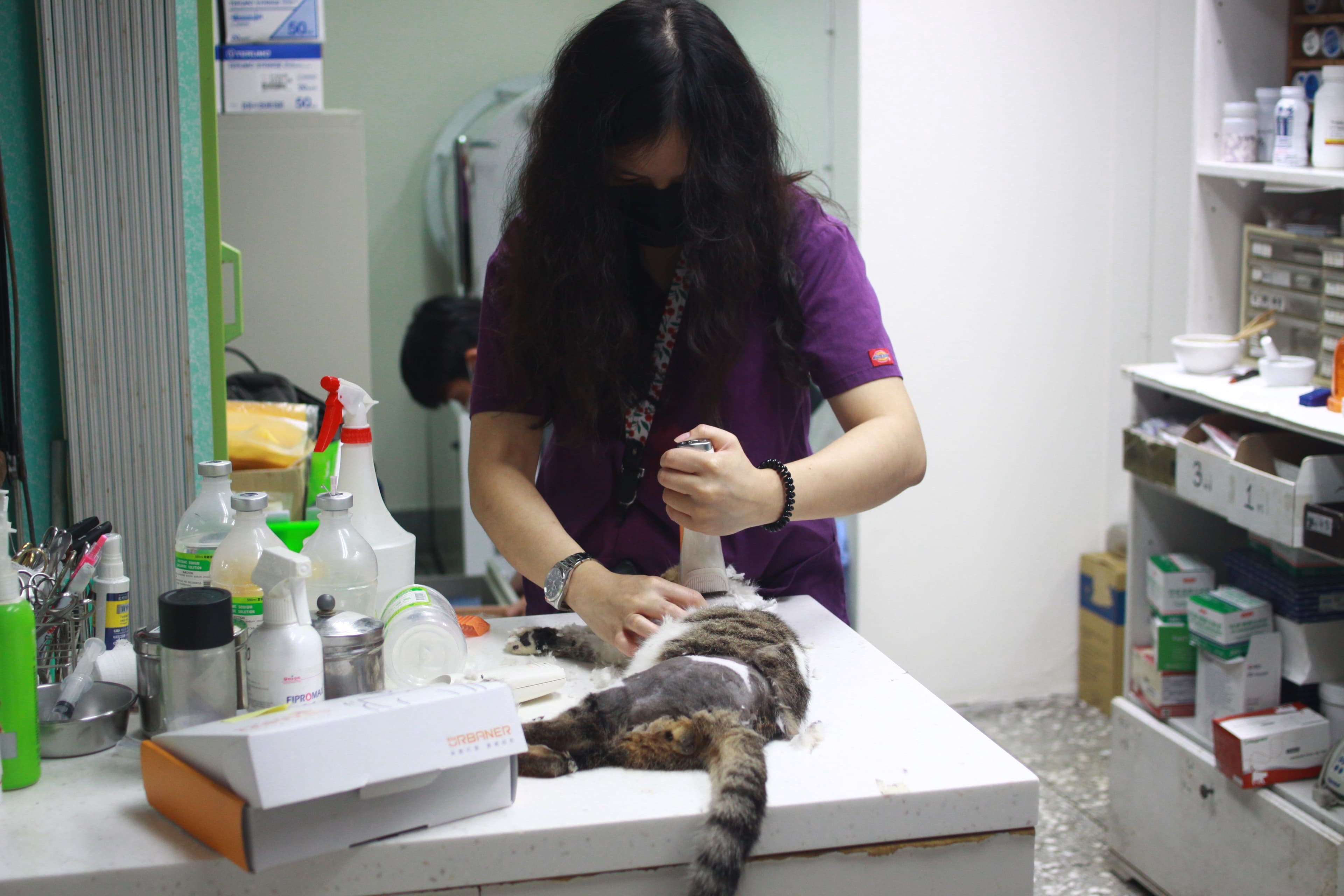 小虎斑貓在毛寶貝醫療中心進行外科手術前剃毛。(新北動保處提供)