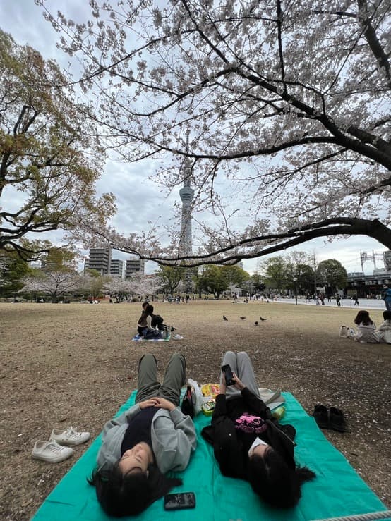 有的人直接躺下來感受櫻花下的午後愜意。