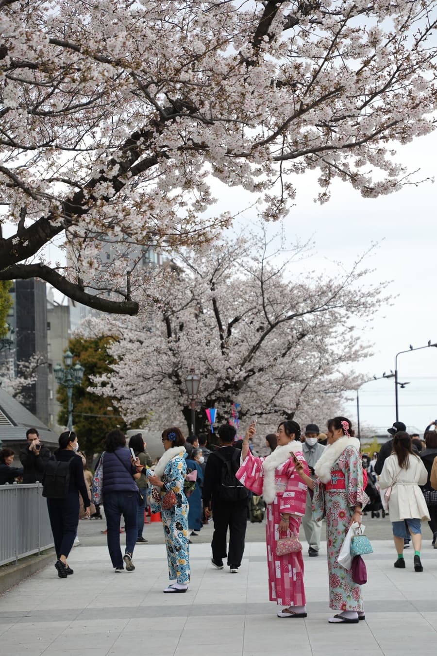 隅田公園(淺草側)裡,許多人穿著和服來捕捉美照。