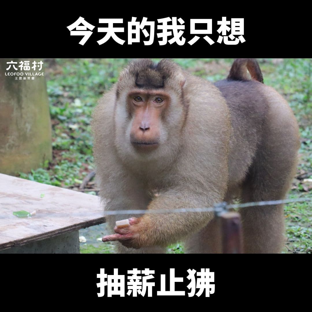 六福村在23日的發文,顯得格外諷刺。(翻自六福村臉書)