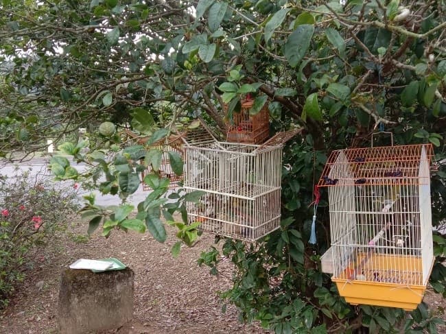 誘捕籠掛設在桂花樹下,吸引野生鳥類接近。(新北動保處提供)