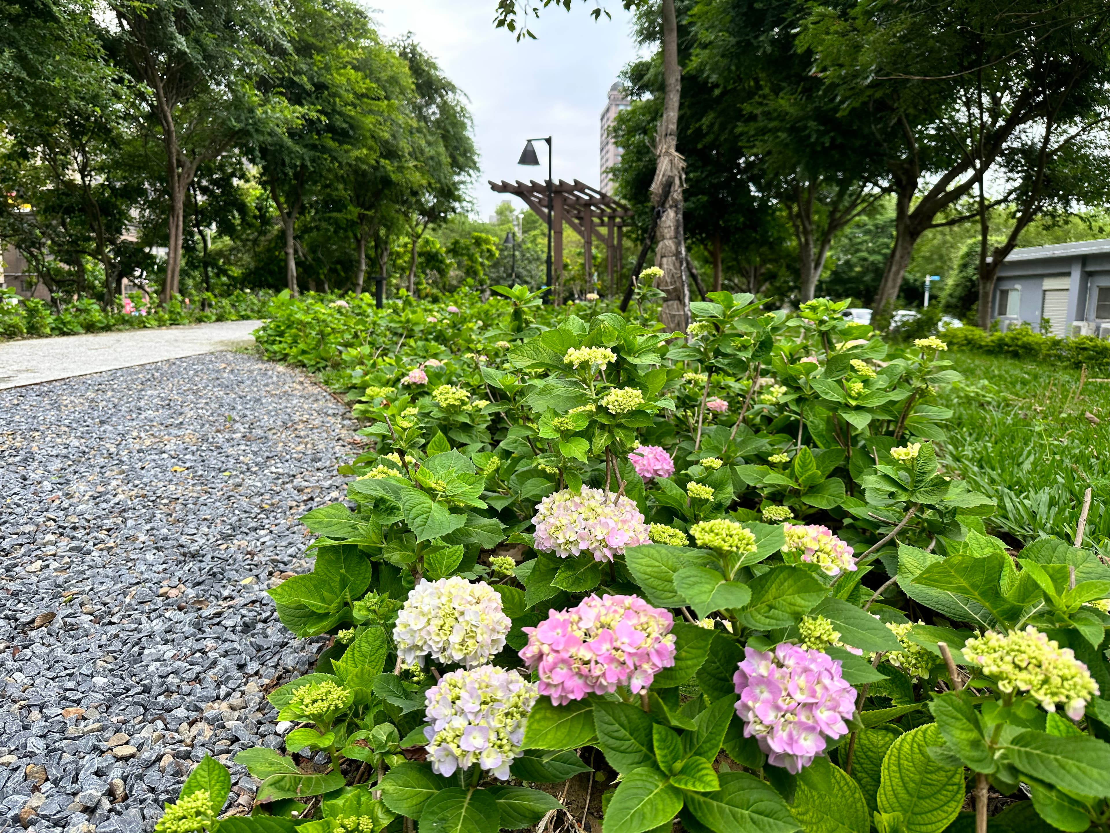 繡球花由一朵朵小花聚集而成,有團聚、圓滿的花語,歡迎大家一起來賞花。(新北水利局提供)