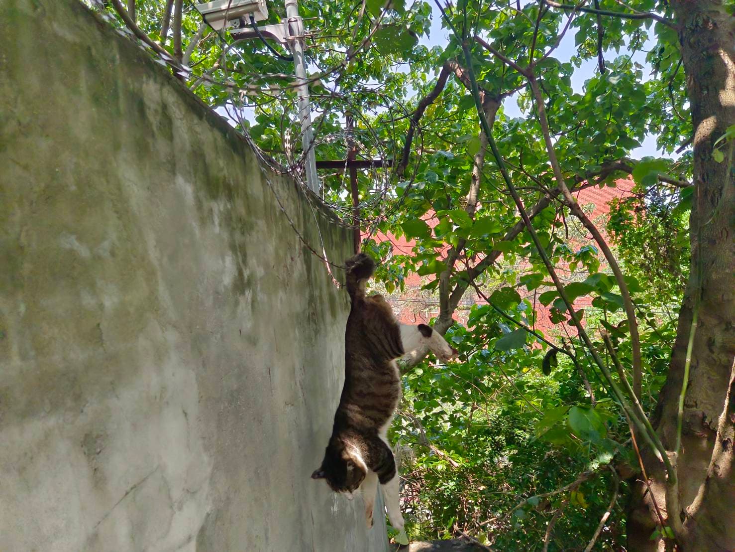 尾巴勾住無法上下的胖虎斑貓。(新北動保處提供)