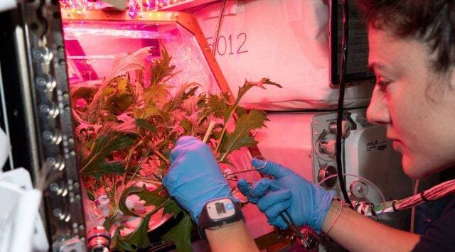 NASA自2015年起就在國際太空站進行種植作物的實驗。(翻自NASA官網)