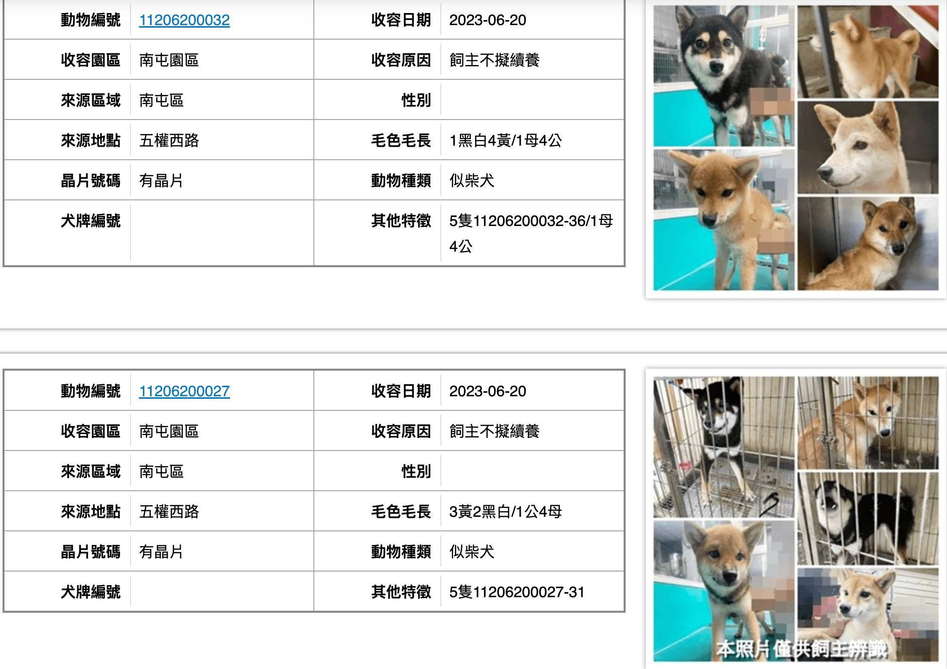 台中市收容所一口氣多了35隻被棄養的柴犬,引發網友熱議。(翻攝自台中市動物保護防疫所官網)