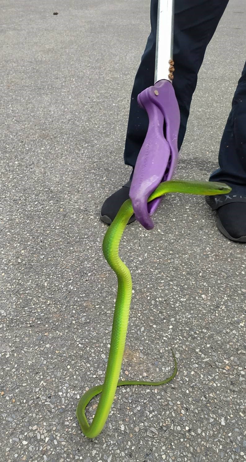 動保員使用蛇夾將青蛇移籠。(新北動保處提供)