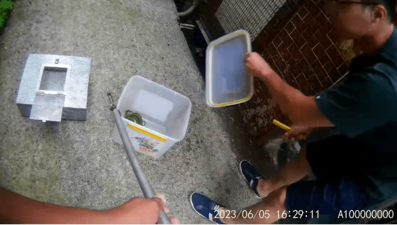 鄰居吳先生以手邊塑膠桶將青蛇裝入,等待動保處到場將青蛇移置蛇籠中。(新北動保處提供)