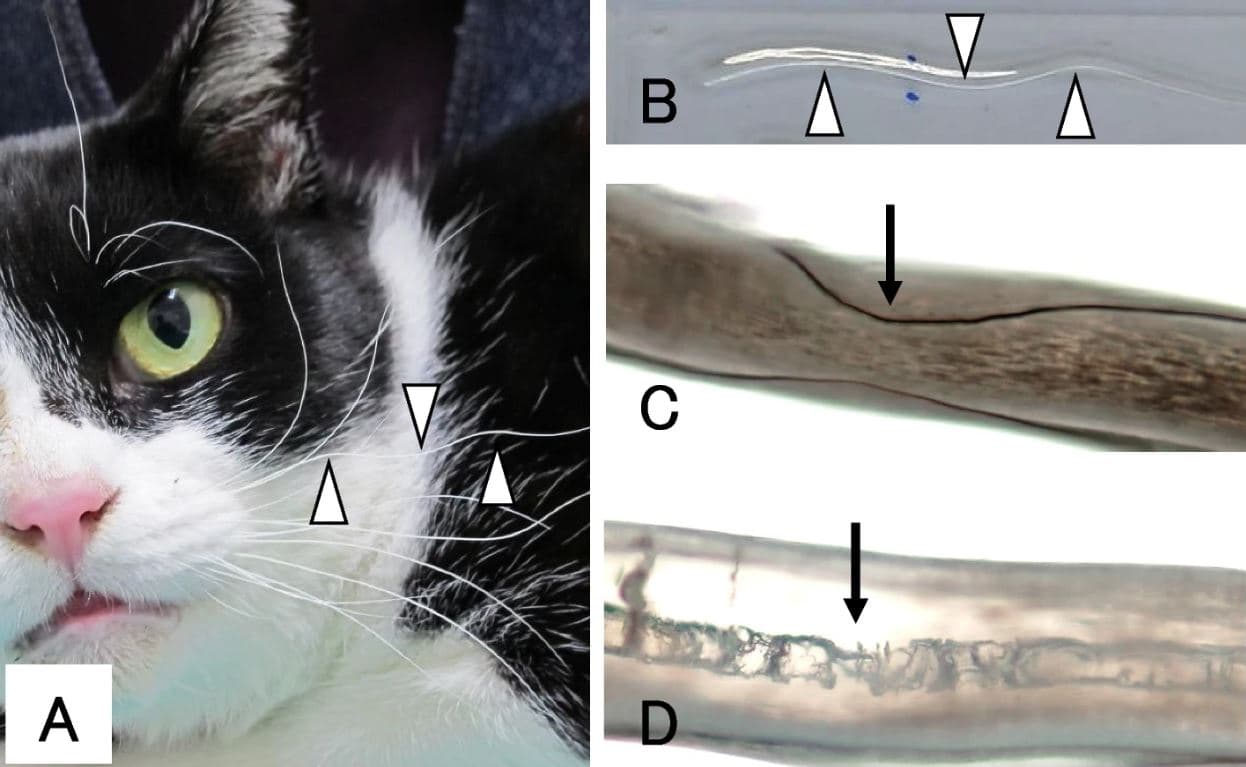 貓貓有波浪鬍鬚恐患白血病。(翻攝自BMC Veterinary Research)