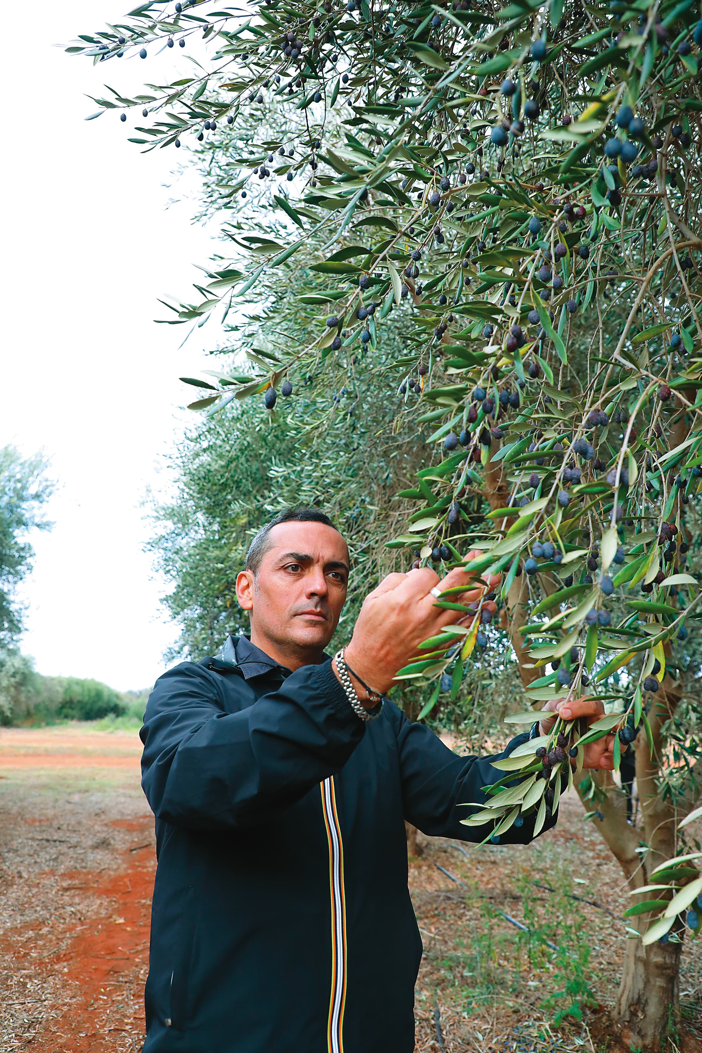來自義大利的希爾斯頓橄欖莊園總經理Mauro Ruffolo,來到澳洲工作已經17年。