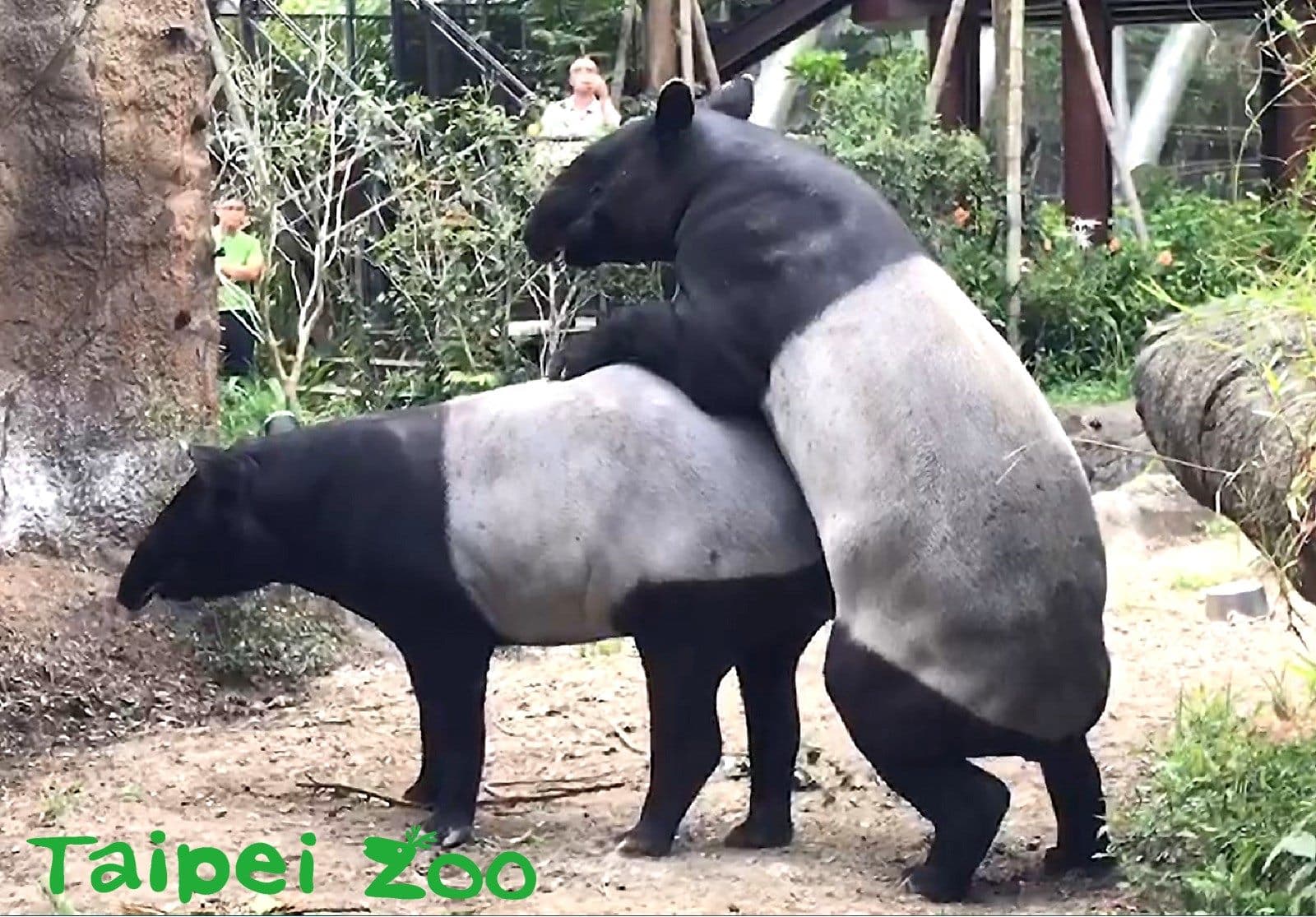 貘克與貘芳成功配對。(翻自台北動物園官網)