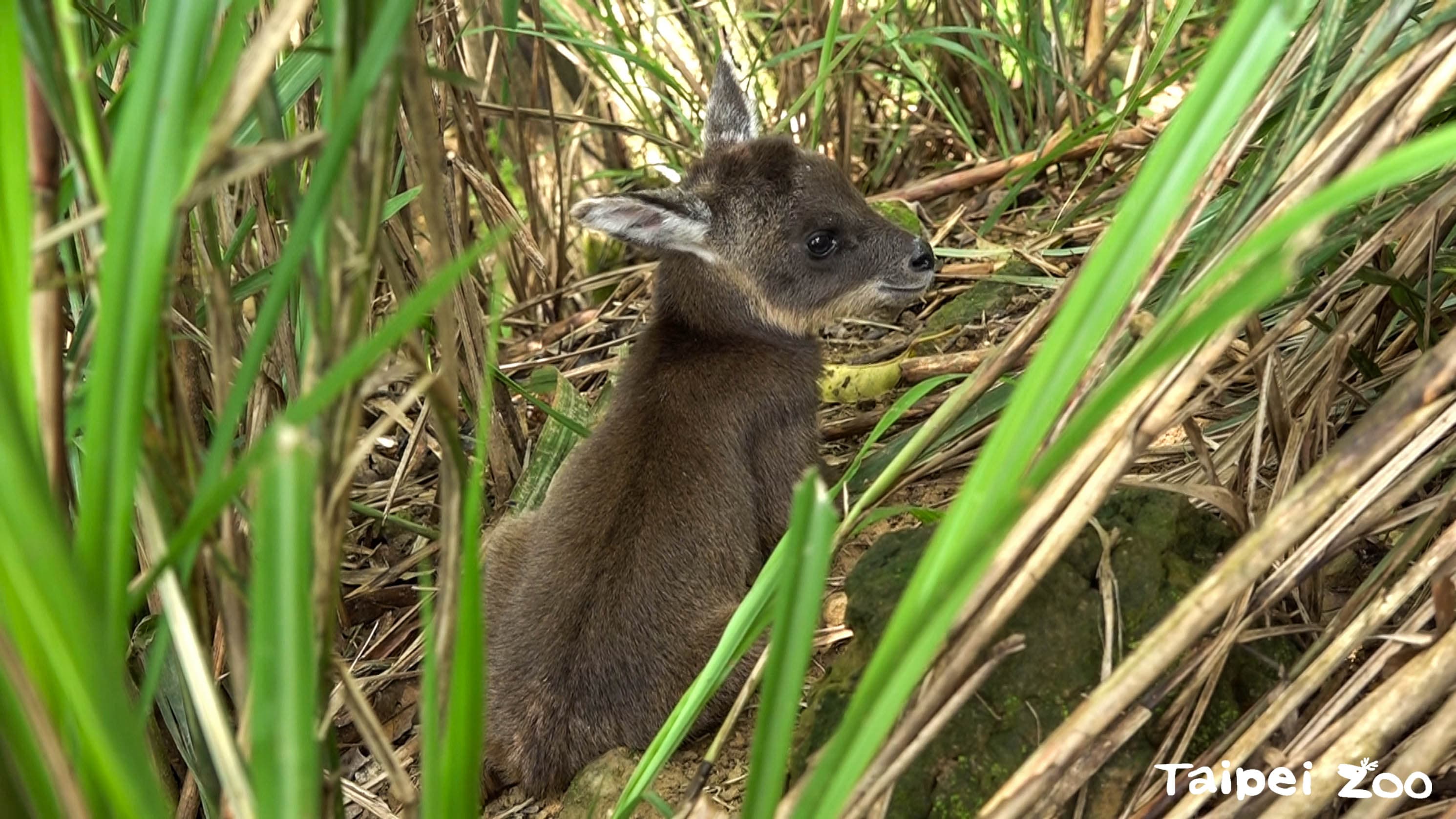 山羊寶寶薇寶隱身草叢中。(台北市立動物園提供)