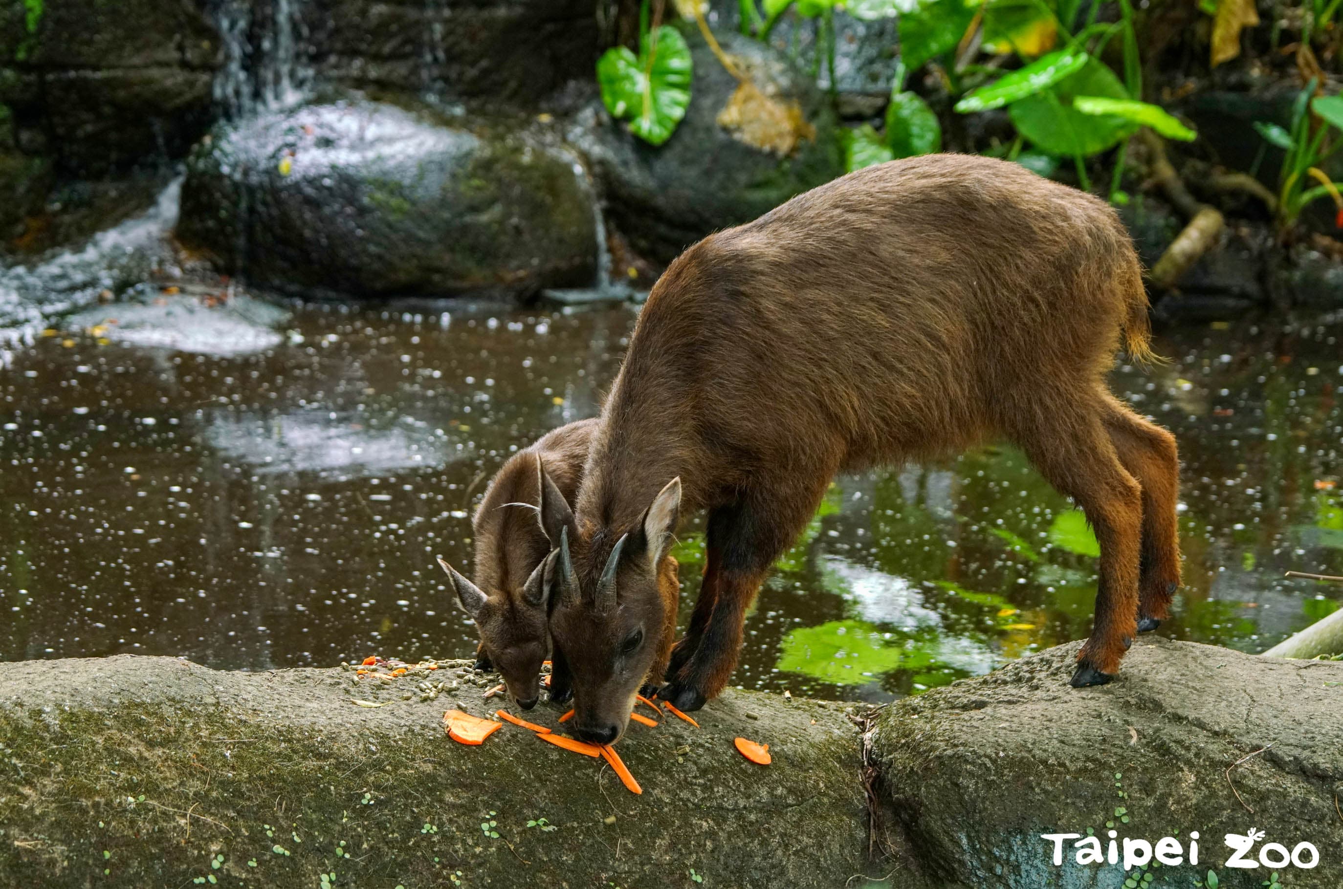山羊寶寶薇寶學習媽媽的樣子。(台北市立動物園提供)