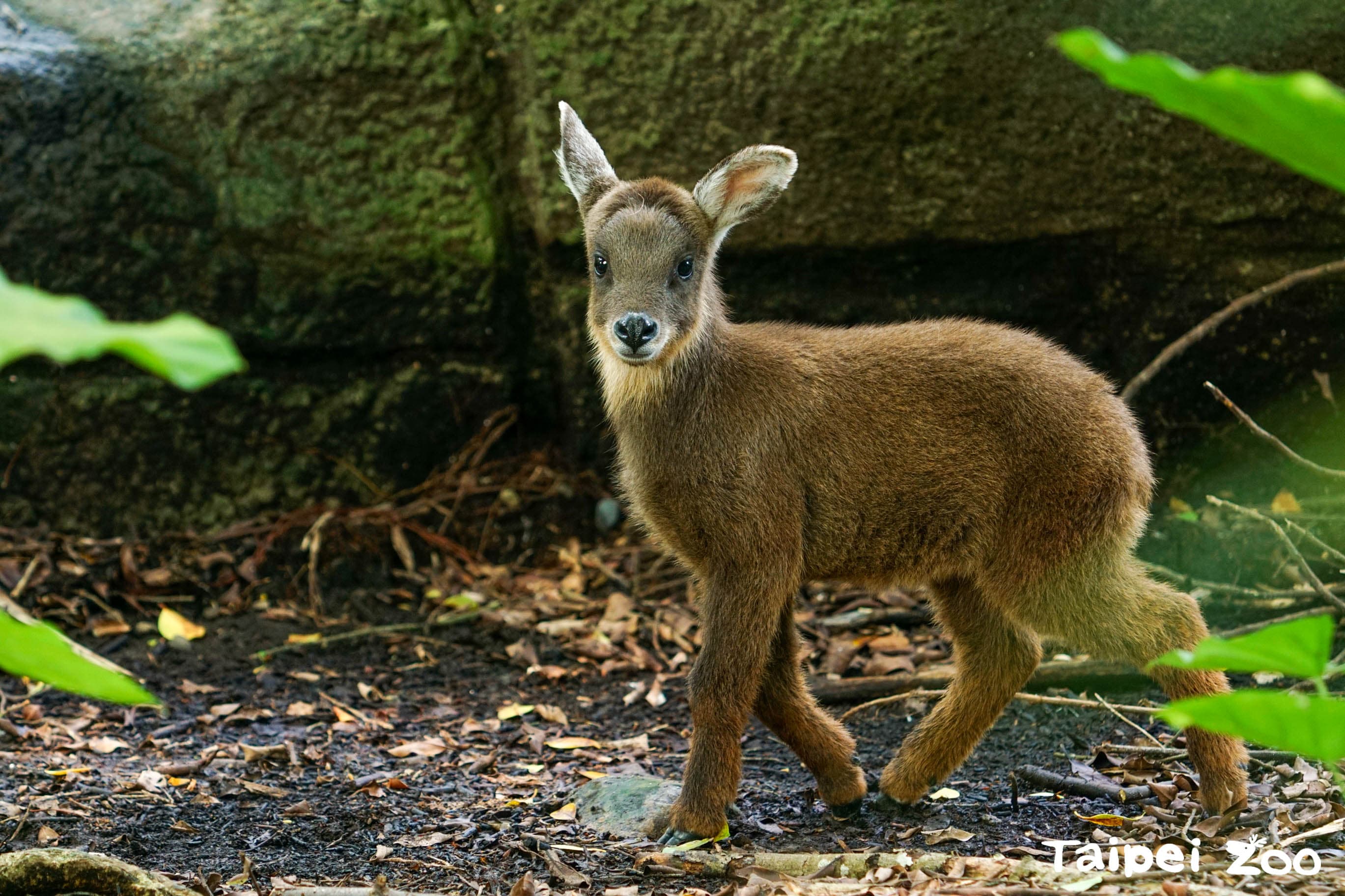 台灣野山羊薇寶滿月了。(台北市立動物園提供)