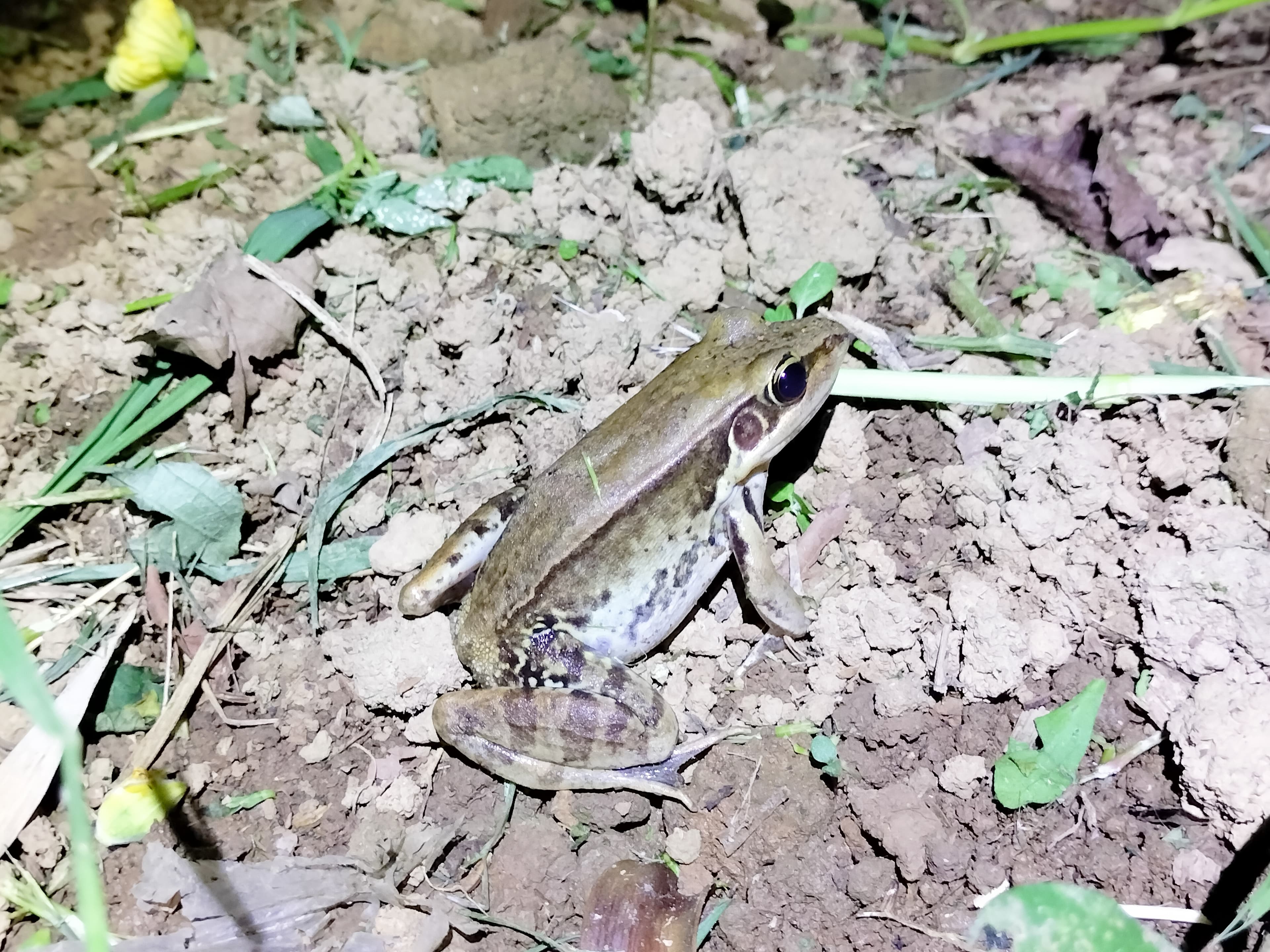 涵洞內大型蛙鳴和犬吠聲極為相似。(新北動保處提供)