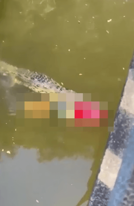 歐提茲的遺體被含在鱷魚嘴裡。(翻自《每日郵報》)