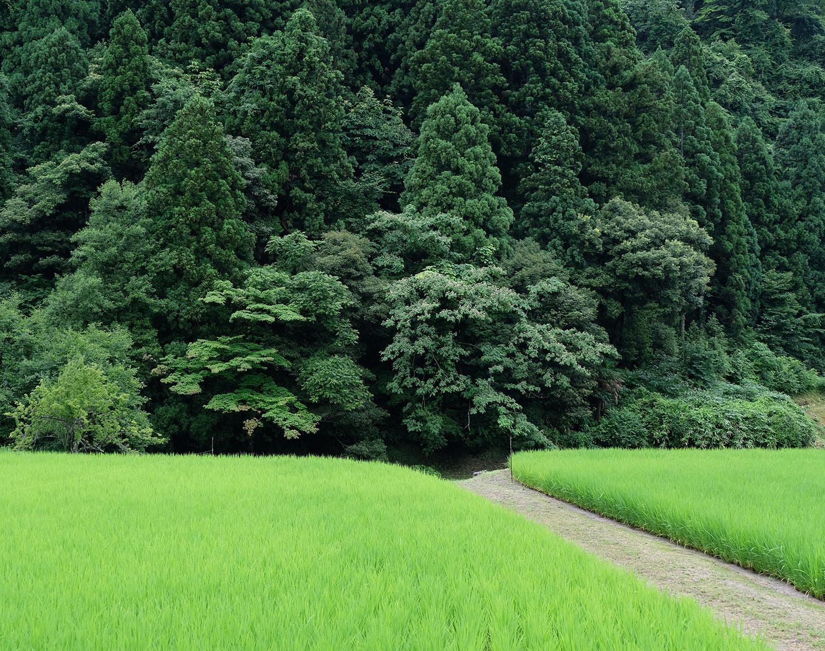 如果有機會到日本富山縣,一定要去拜訪擁有自家稻田的白岩酒造。(樂活酒窖提供)