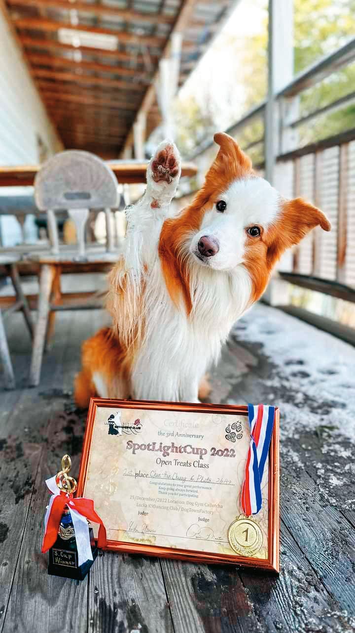 莊珺涵的邊境牧羊犬布布拿下2022年日本SpotLightCup比賽冠軍,被封為「狗界舞王」。(莊珺涵提供)