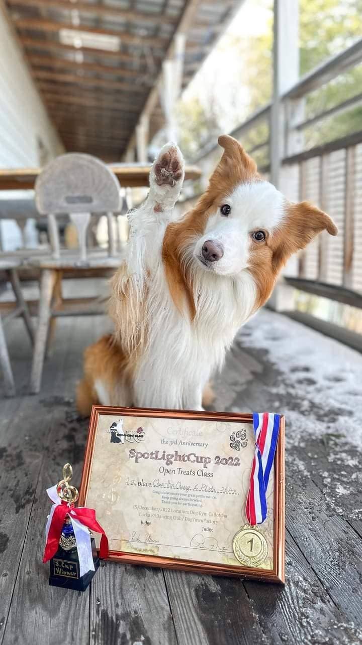 莊珺涵的邊境牧羊犬布布拿下2022年日本SpotLightCup比賽冠軍,被封為「狗界舞王」。(莊珺涵提供)