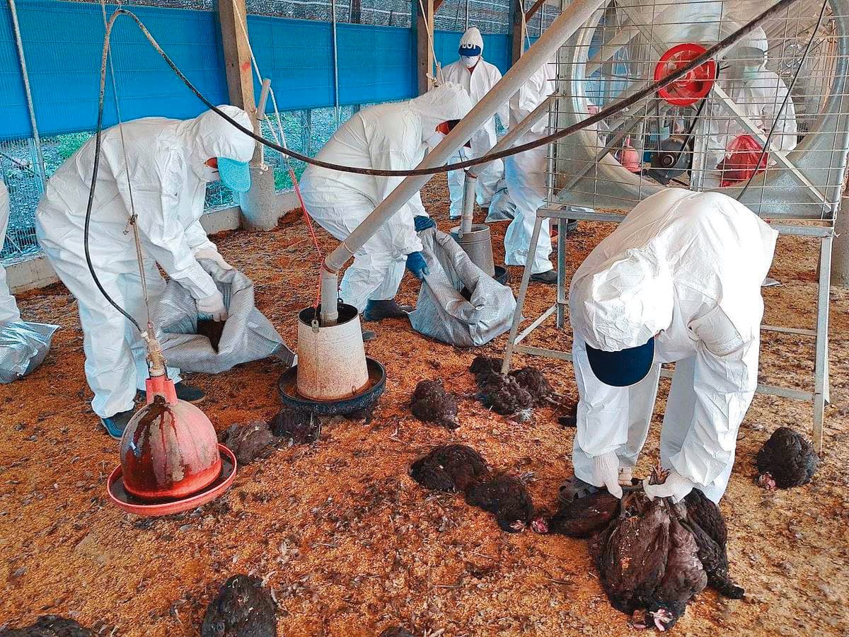 今年7月屏東縣發現家禽確診H5N1亞型高病原性禽流感,政府派員撲殺1.9萬隻土種雞。(屏東縣政府提供)
