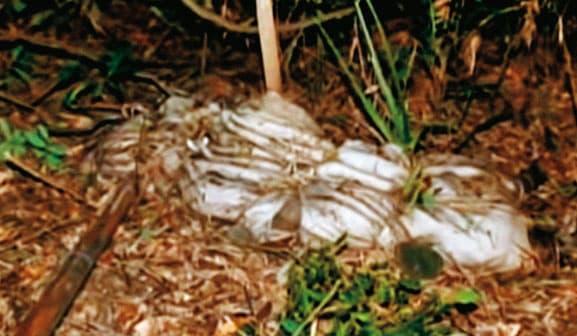 死者遭棉被、床單包裹,棄屍高雄甲仙山區,一個月後被獵人發現。(翻攝畫面)